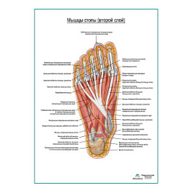 Мышцы подошвенной поверхности стопы (второй слой) плакат глянцевый А1+/А2+ (глянцевый холст от 200 г/кв.м, размер A1+)