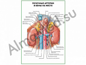 Почечные артерии и вены на месте плакат ламинированный А1/А2 (ламинированный	A2)