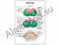 Мозжечок плакат глянцевый/ламинированный А1/А2 (глянцевый	A2)