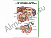 Лимфатические сосуды и узлы поджелудочной железы плакат глянцевый/ламинированный А1/А2 (глянцевый	A2)