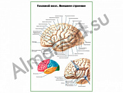 Головной мозг, внешнее строение плакат ламинированный А1/А2 (ламинированный	A2)