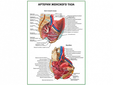 Артерии женского таза плакат глянцевый А1/А2 (глянцевый A2)