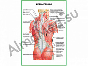 Нервы спины плакат глянцевый/ламинированный А1/А2 (глянцевый	A2)