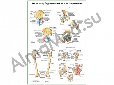 Кости таза, бедренная кость, соединение плакат глянцевый/ламинированный А1/А2 (глянцевый	A2)