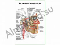 Автономные нервы головы плакат глянцевый/ламинированный А1/А2 (глянцевый	A2)