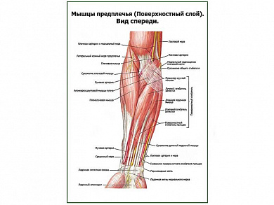 Мышцы предплечья, поверхностный слой плакат глянцевый А1/А2 (глянцевый A2)