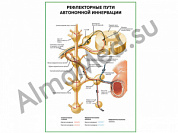 Рефлекторные пути автономной иннервации плакат глянцевый/ламинированный А1/А2 (глянцевый	A2)