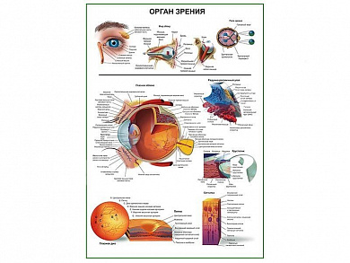 Орган зрения человека, плакат глянцевый А1/А2 (глянцевый A1)