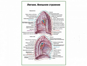 Легкие, внешнее строение плакат глянцевый А1/А2 (глянцевый A1)