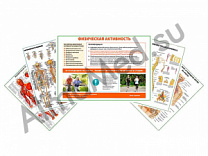 Комплект плакатов для кабинета врача-остеопата ламинированный А1/А2 (ламинированный	A2)