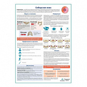 Сибирская язва медицинский плакат А1+/A2+ (глянцевая фотобумага от 200 г/кв.м, размер A2+)