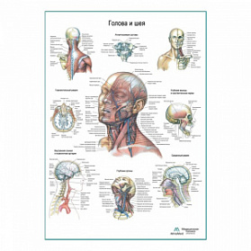 Голова и шея, плакат глянцевый А1+/А2+ (глянцевая фотобумага от 200 г/кв.м, размер A1+)