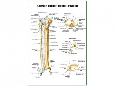 Кости и связки костей голени плакат глянцевый А1/А2 (глянцевый A2)