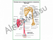 Плечевая кость и лопатка вид сзади плакат глянцевый/ламинированный А1/А2 (глянцевый	A2)