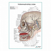 Тройничный нерв (V). Схема плакат глянцевый А1+/А2+ (глянцевый холст от 200 г/кв.м, размер A1+)