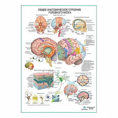 Строение головного мозга, плакат глянцевый А1+/А2+ (глянцевая фотобумага от 200 г/кв.м, размер A1+)