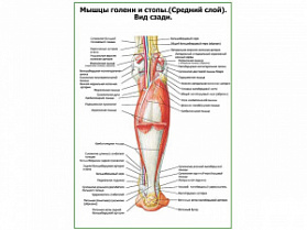 Мышцы голени и стопы, средний слой, вид сзади плакат глянцевый А1/А2 (глянцевый A2) Мышцы голени и стопы, средний слой, вид сзади плакат глянцевый А1/А2 (глянцевый A2)