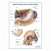 Лимфатические узлы и сосуды желудка плакат глянцевый А1+/А2+ (глянцевая фотобумага от 200 г/кв.м, размер A2+)