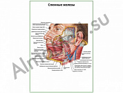 Слюнные железы плакат глянцевый/ламинированный А1/А2 (глянцевый	A2)