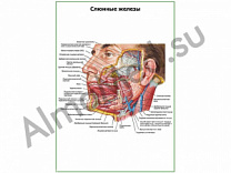 Слюнные железы плакат глянцевый/ламинированный А1/А2 (глянцевый	A2)