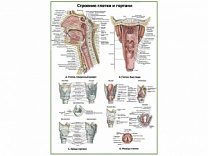 Глотка и гортань:строение, хрящи, мышцы, плакат глянцевый A1/A2 (глянцевый A1)