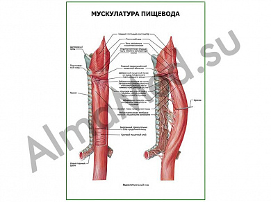 Мускулатура пищевода плакат ламинированный А1/А2 (ламинированный	A2)