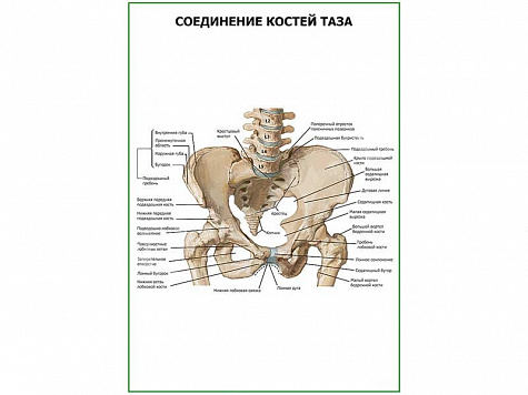 Соединение костей таза плакат глянцевый А1/А2 (глянцевый A1)