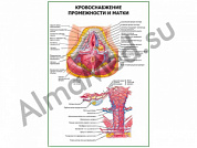 Кровоснабжение промежности и матки плакат ламинированный А1/А2 (ламинированный	A2)