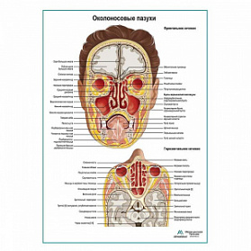 Придаточные пазухи носа плакат глянцевый А1+/А2+ (глянцевая фотобумага от 200 г/кв.м, размер A2+) Придаточные пазухи носа плакат глянцевый А1+/А2+ (глянцевая фотобумага от 200 г/кв.м, размер A2+)