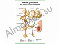 Рефлекторные пути автономной иннервации плакат ламинированный А1/А2 (ламинированный	A2)