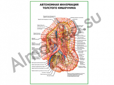 Автономная иннервация толстого кишечника плакат ламинированный А1/А2 (ламинированный	A2)
