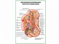 Автономная иннервация толстого кишечника плакат глянцевый А1/А2 (глянцевый A2)