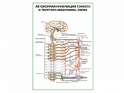 Автономная иннервация тонкого и толстого кишечника. Схема 2, плакат глянцевый А1/А2 (глянцевый A1)