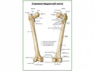 Строение бедренной кости плакат глянцевый А1/А2 (глянцевый A1)