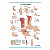 Стопы и лодыжки, плакат глянцевый А1+/А2+ (глянцевый холст от 200 г/кв.м, размер A1+)