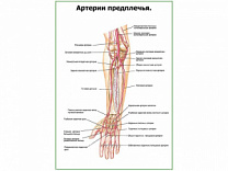 Артерии предплечья плакат глянцевый А1/А2 (глянцевый A2)