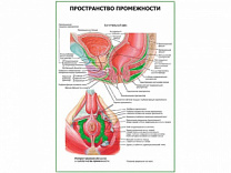 Пространство промежности плакат глянцевый А1/А2 (глянцевый A1)