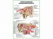 Кровоснабжение барабанной полости плакат глянцевый А1/А2 (глянцевый A1)