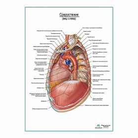 Средостение. Левый боковой вид плакат глянцевый А1+/А2+ (глянцевый холст от 200 г/кв.м, размер A1+)
