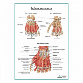 Мышцы кисти плакат глянцевый А1+/А2+ (глянцевая фотобумага от 200 г/кв.м, размер A2+)