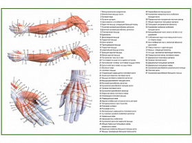 Мышцы руки, плакат глянцевый А1/А2 (глянцевый A1) Мышцы руки, плакат глянцевый А1/А2 (глянцевый A1)