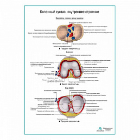Коленный сустав, внутреннее строение плакат глянцевый А1+/А2+ (глянцевая фотобумага от 200 г/кв.м, размер A2+)