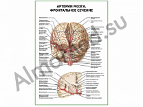 Артерии мозга. Фронтальное сечение плакат ламинированный А1/А2 (ламинированный	A2)