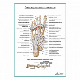 Связки и сухожилия подошвы стопы плакат глянцевый А1+/А2+ (глянцевая фотобумага от 200 г/кв.м, размер A2+)