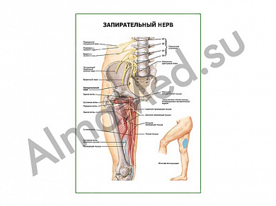 Запирательный нерв плакат ламинированный А1/А2 (ламинированный	A2)