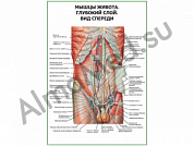 Мышцы живота. Глубокий слой. Вид спереди плакат ламинированный А1/А2 (ламинированный	A2)