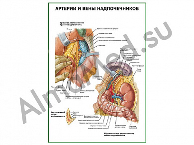 Артерии и вены надпочечников плакат ламинированный А1/А2 (ламинированный	A2)