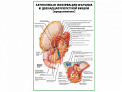 Автономная иннервация желудка продолжение плакат глянцевый А1/А2 (глянцевый A2)