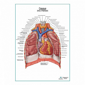 Сердце. Внешнее строение и расположение плакат глянцевый А1+/А2+ (глянцевая фотобумага от 200 г/кв.м, размер A2+)