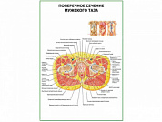 Поперечное сечение мужского таза плакат глянцевый А1/А2 (глянцевый A2)